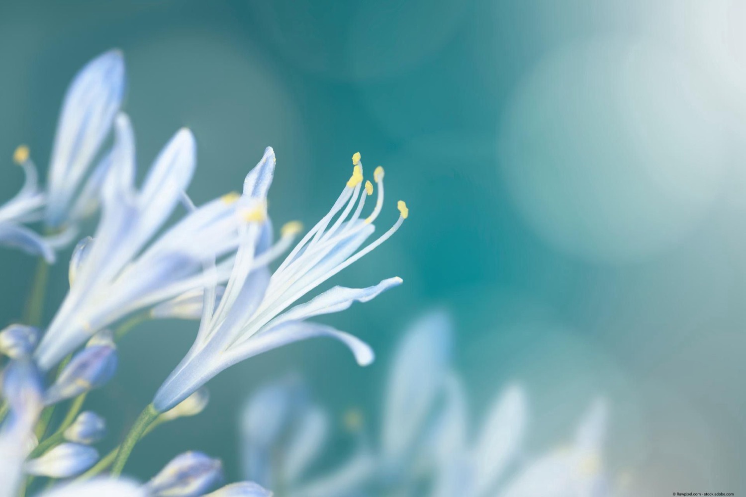 Zarte weiße Schmucklilien-Blüten vor türkisem Hintergrund