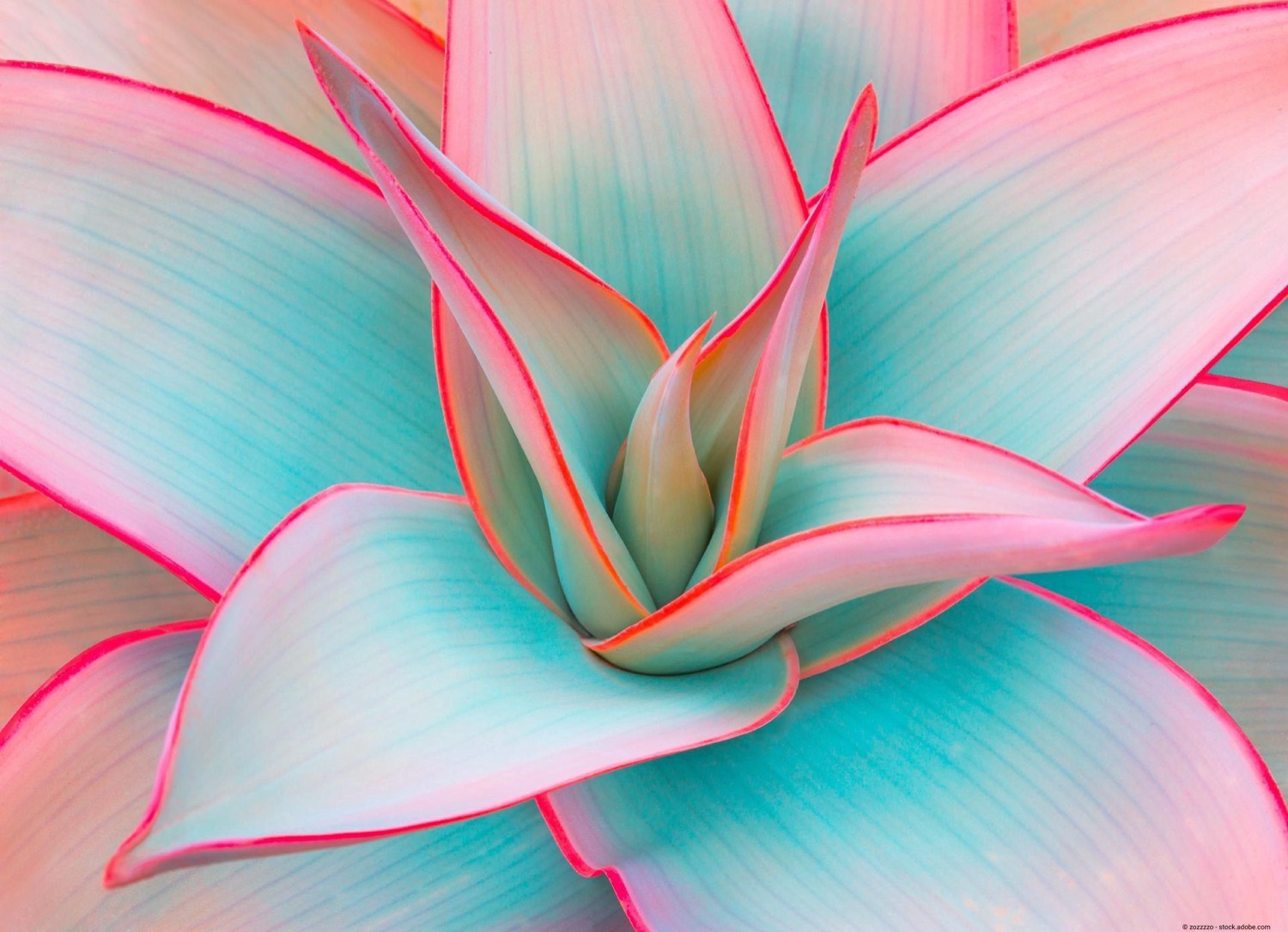 Nahaufnahme einer Agave mit türkisen Blättern und rosa Rändern